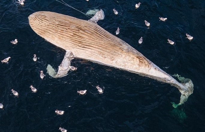 Humpback whale, entanglement, plastic pollution, Ella Pringle, Marine Connection