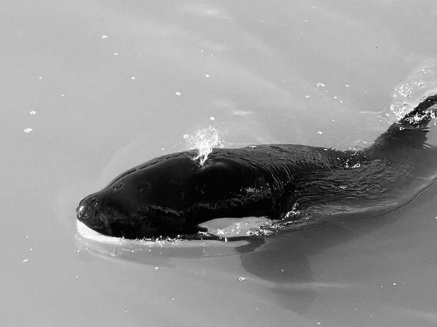 Toa, Orca, New Zealand, stranding, Ingrid Visser, orca calf
