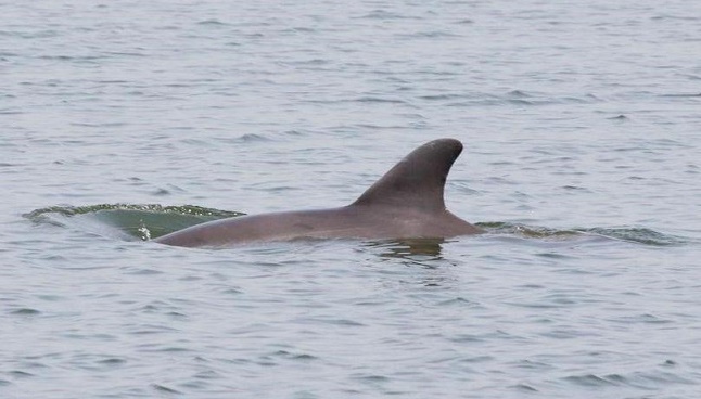 solitary dolphin, texas, texas marine mammal stranding network, lone rangers, marine connection