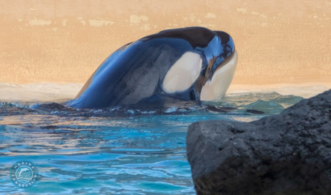 Ula, Morgan, orcas, Loro Parque, Marine Connection, dolphinaria, orca show, death of orcas, Dolphinaria-Free Europe
