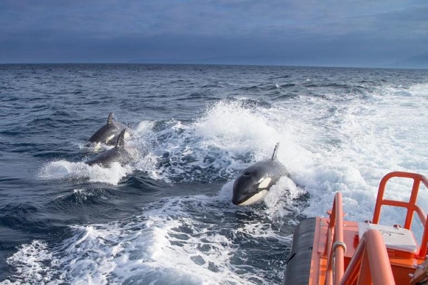 Orcas, Spain, vessel damage, wild orcas