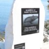 Danny dolphin, splashy dolphin, dorset, portland, portland marina, dorset, social dolphin, solitary dolphin, marine connection, memorial