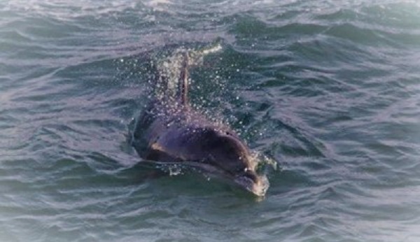 Nick, solitary dolphin, dolphin death, boat strike, ireland, marine connection, lone rangers