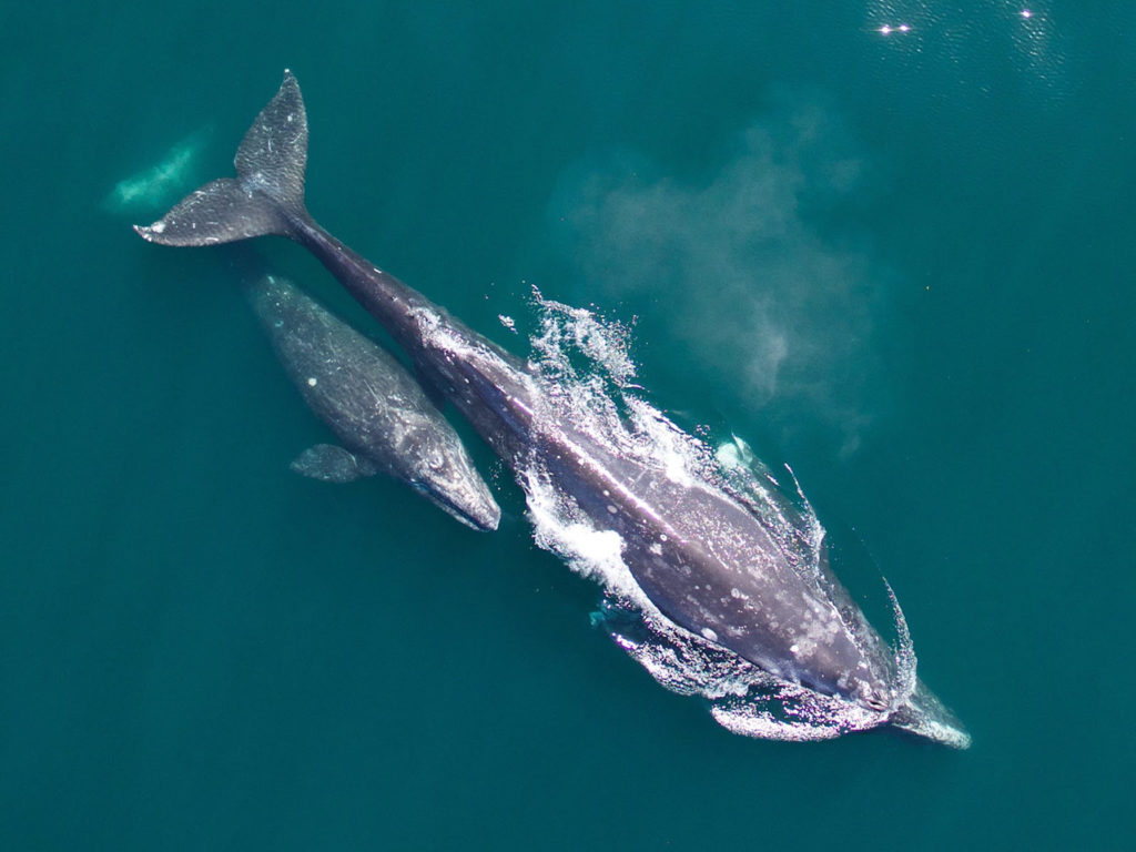 Makah tribe, gray whales, whale hunts, traditional hunts, end whaling, Marine Connection