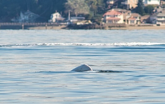 beluga whale, puget sound, alaskan belugas