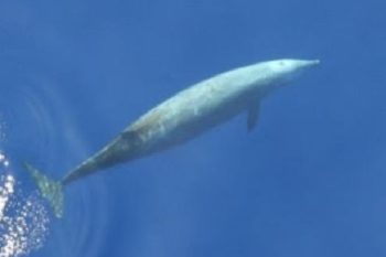 cuviers beaked whale, strandings, naval sonar, whale deaths
