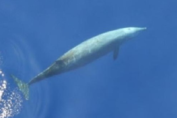 cuviers beaked whale, strandings, naval sonar, whale deaths