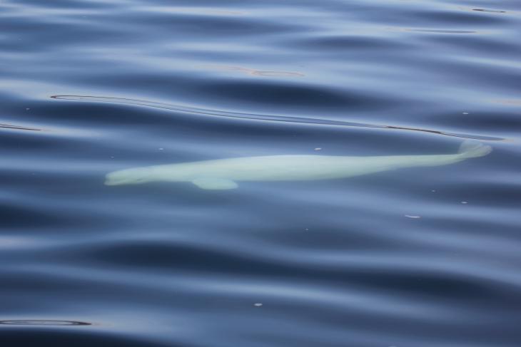 Beluga whale, Puget Sound, solitary cetaceans