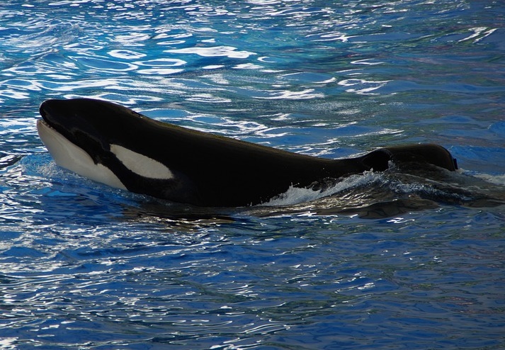 Russia, orca, dolphin, porpoise, captivity, capture ban, legislation