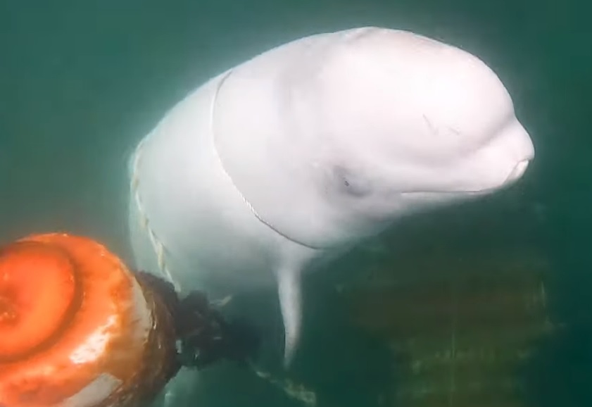 Bluey, solitary beluga whale, Newfoundland, Canada, Lone Rangers, solitary cetaceans, Marine Connection