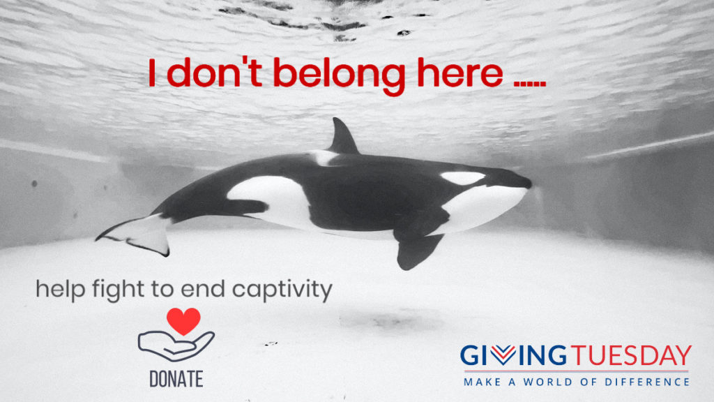 end captivity, donate, fundraising, Marine Connection, Giving Tuesday, dolphins, whales, cetaceans