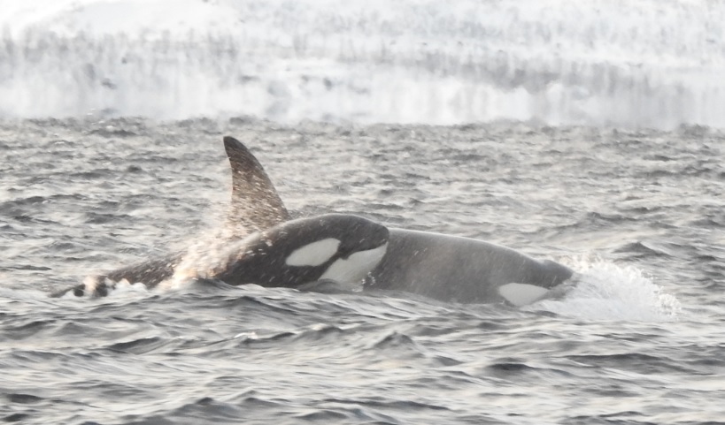 Norway, orca, Skjervöy, whale watching, Marine Connection
