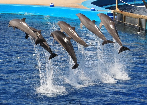 l'oceanografic valencia, dolphin show, whale show, Expedia, captivity, marine connection