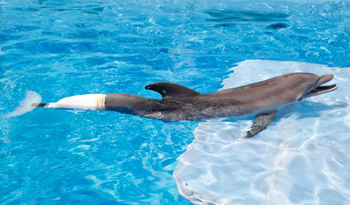 Remembering Winter the Dolphin - Clearwater Marine Aquarium
