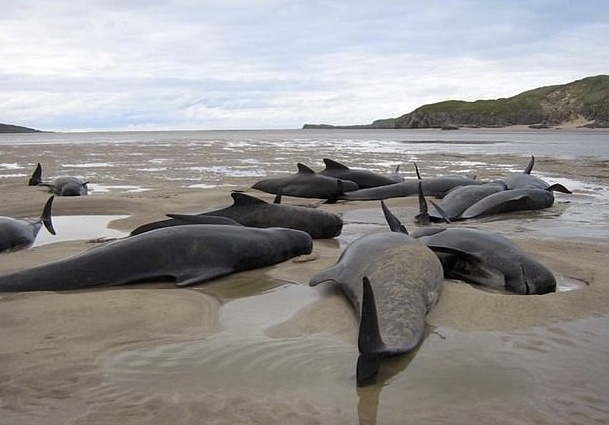 whale strandings, dolphins, stop sea blasts, joanna lumley, marine connection, wind farms, renewable energy