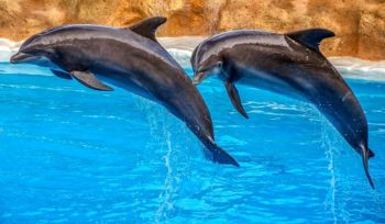 Spain, dolphin, captivity, petition, Olivia Mandle, Marine Connection