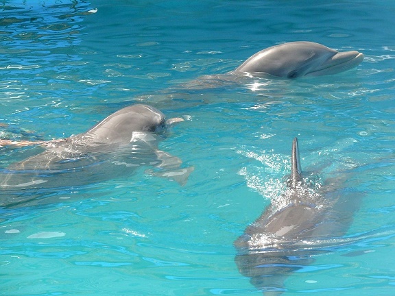 Gulfarium Florida, dolphin, captivity, marine connection