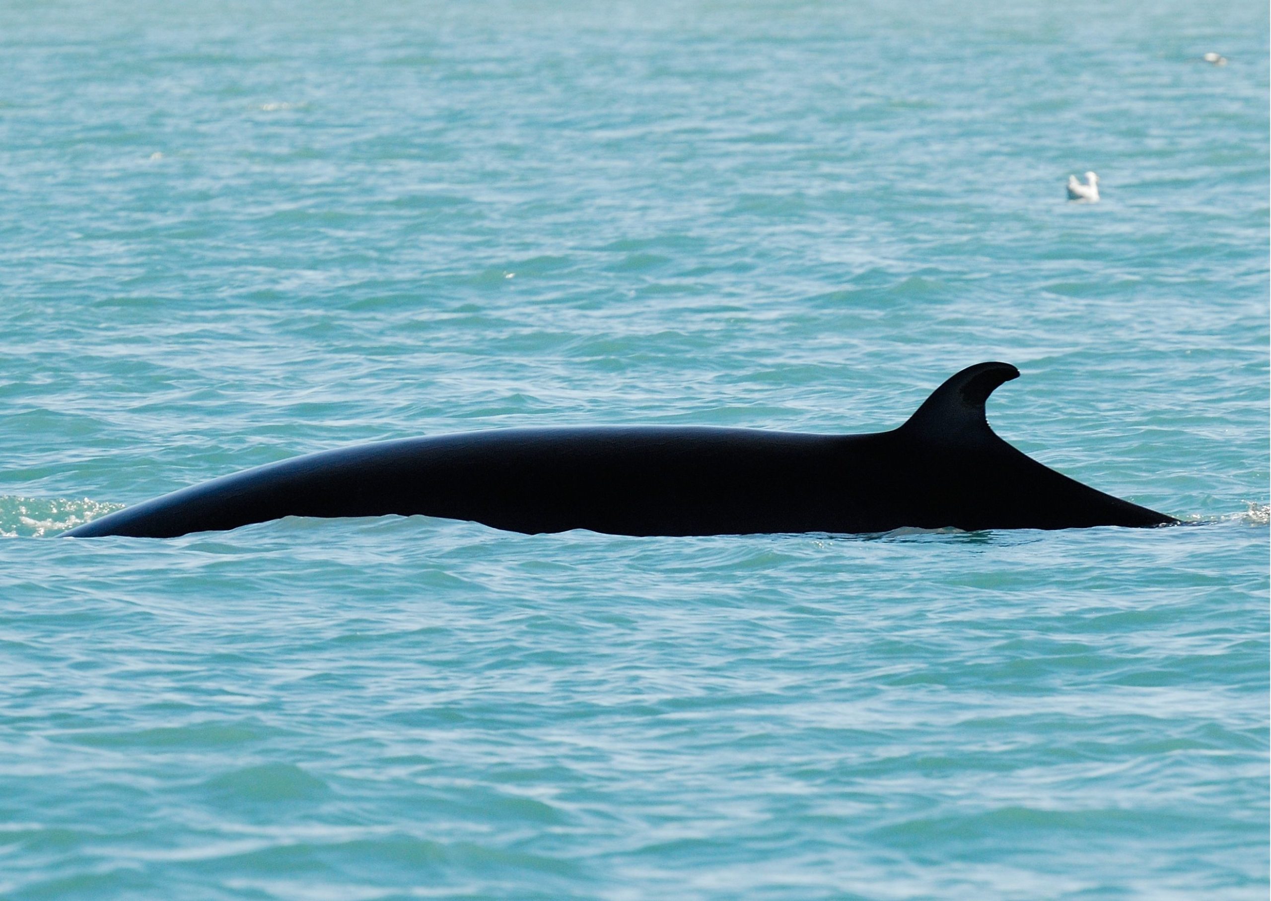 development on Icelandic whaling Marine Connection