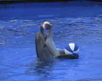 dolphin death, captivity, pakistan