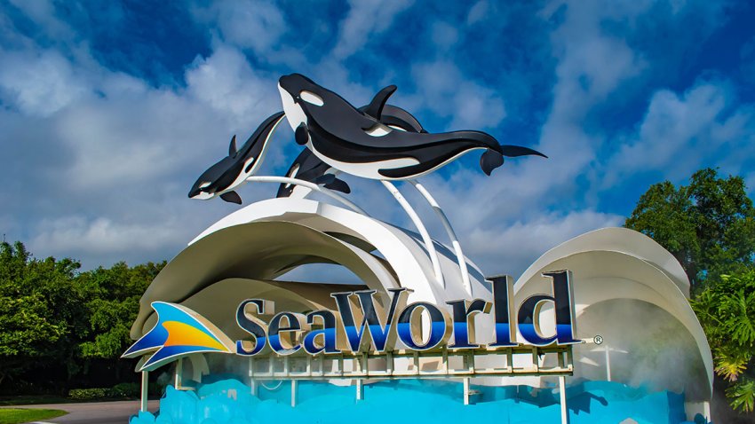 Seaworld, caity, dolphins, whales, theme park