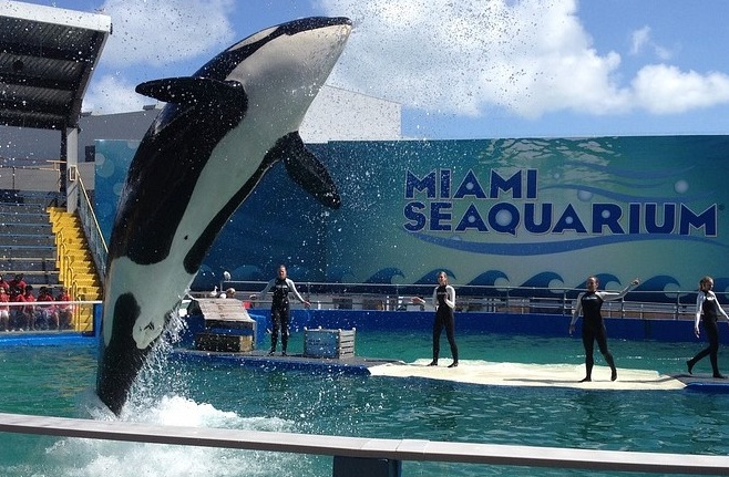 Lolita, Tokitae, Miami Seaquarium, dolphin company, marine connection, orca, captivity