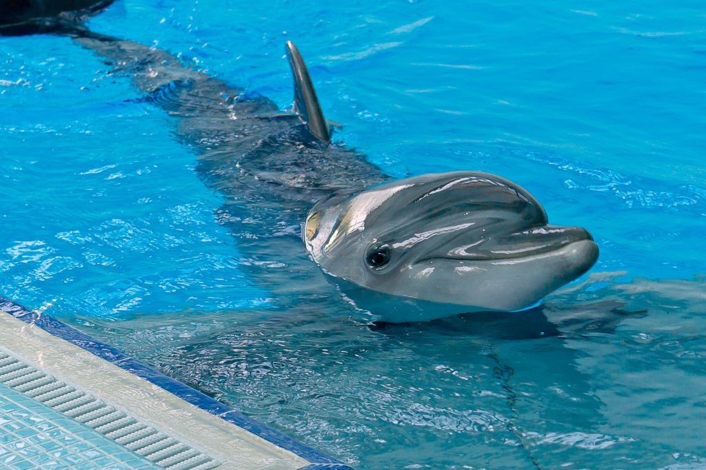 Spain, captivity, dolphinaria, Olivia Mandle, end captivity, dolphins, orcas, beluga whales, Marine Connection, mandate