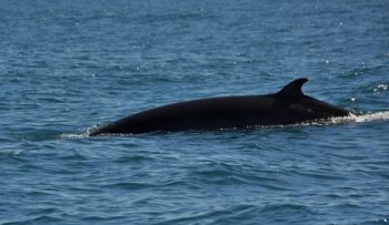 minke whale, iceland, whaling, marine connection