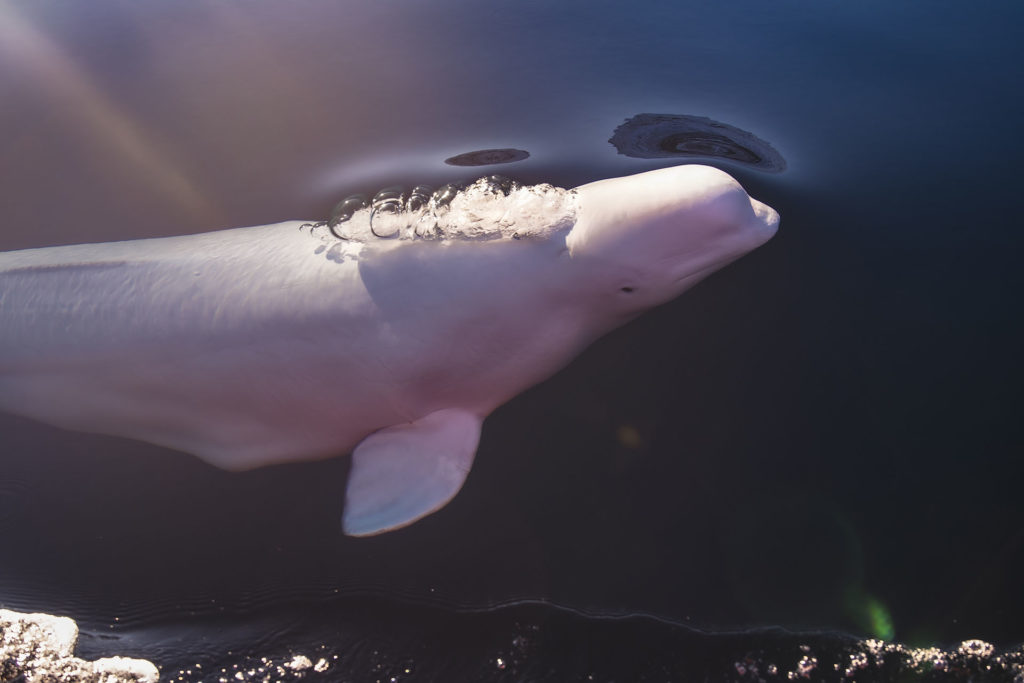 Hvaldimir, beluga, norway, solitary, military whale, white whale, Marine Connection