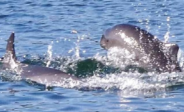 Kylie, dolphin, solitary, porpoise, speaking, scotland, solitary cetaceans, lone rangers, marine connection