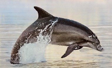 military dolphins, russia, captive dolphins, marine connection