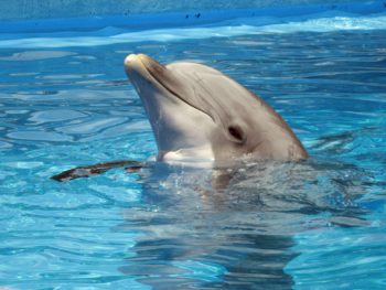 Delfines trasladados de España a China