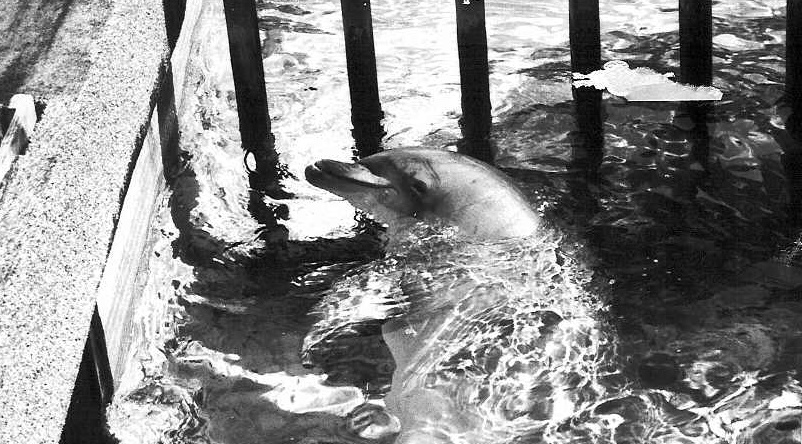 UK captive dolphins, whales, Secretary of State Standards of Modern Zoo Practice, DEFRA, George Eustice MP, captivity, Marine Connection