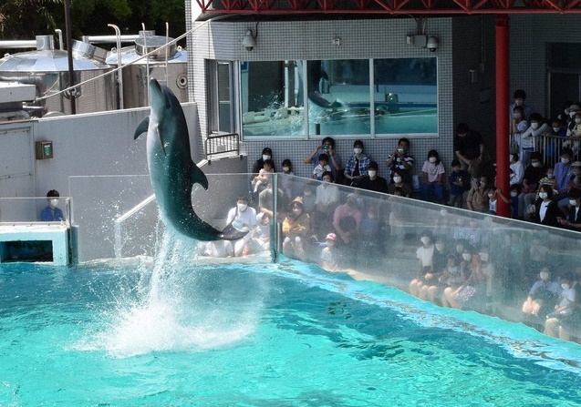 Shinagawa Aquarium, Tokyo, Japan, captive dolphins, dolphin show