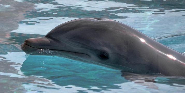 dolphins, captivity, Ukraine, Romania, Museum of Natural Sciences, captivity, dolphin shows