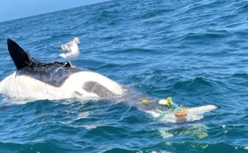 Orca discovered entangled off Oregon coast