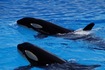 Strengthening Welfare in Marine Settings (SWIMS) Act , whales, dolphins, captivity, USA, end captivity, Marine Connection
