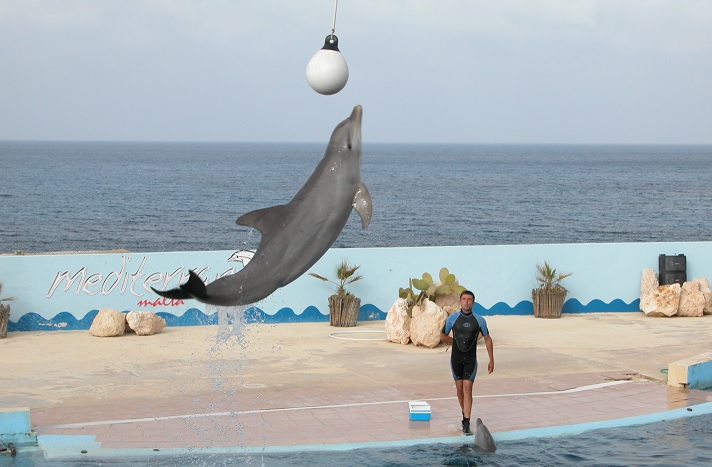Malta, Mediterraneo Marine Park, Marine Connection, Alison Bezzina, Animal Liberation Malta, captivity, dolphins, dolphin deaths, Malta tourism
