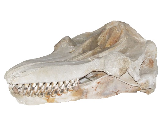orca skull, skeleton, France, river seine, orca, killer whale, Marine Connection