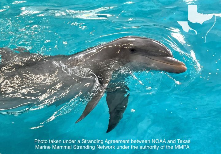 Izzy, dolphin, solitary, NOAA, Texas Marine Mammal Stranding Network, Seaworld, captivity, Marine Connection, solitary social dolphin