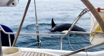 Orca, Portugal, Gibraltar, boats, whales, Marine Connection, orca attacks