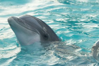 Mediterraneo Malta, captivity, dolphin deaths, bottlenose dolphins, truth, Marine Connection