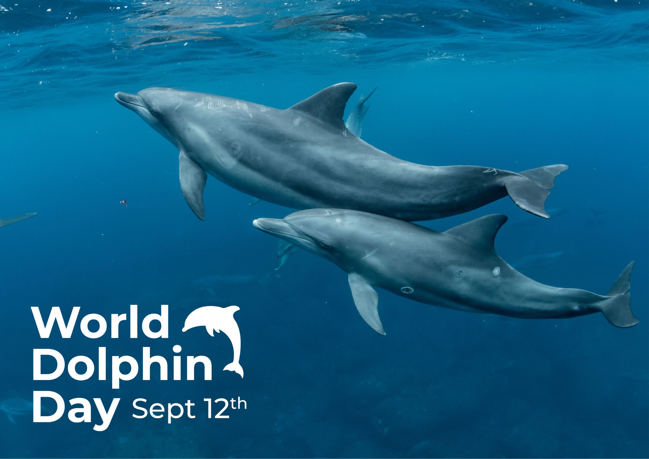 First Annual World Dolphin Day Marine Connection