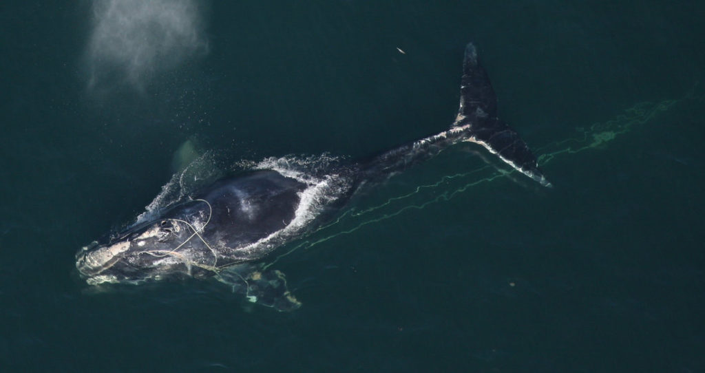 North Atlantic Right Whale, whales, extinction, Marine Connection