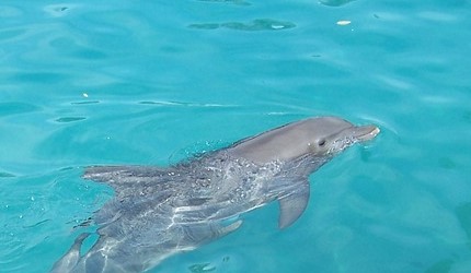 Duisburg Zoo, dolphins, captivity, inbreeding, Germany, Marine Connection, end captivity