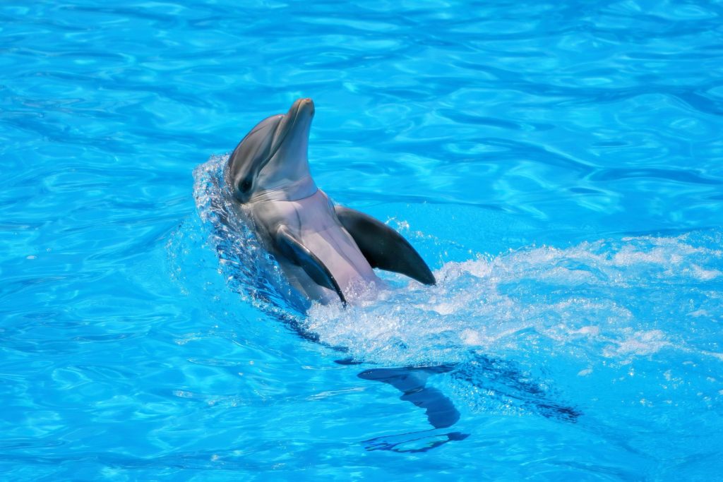 Mirage, Dolphin Habitat, Las Vegas, captivity, entertainment, desert, dolphins