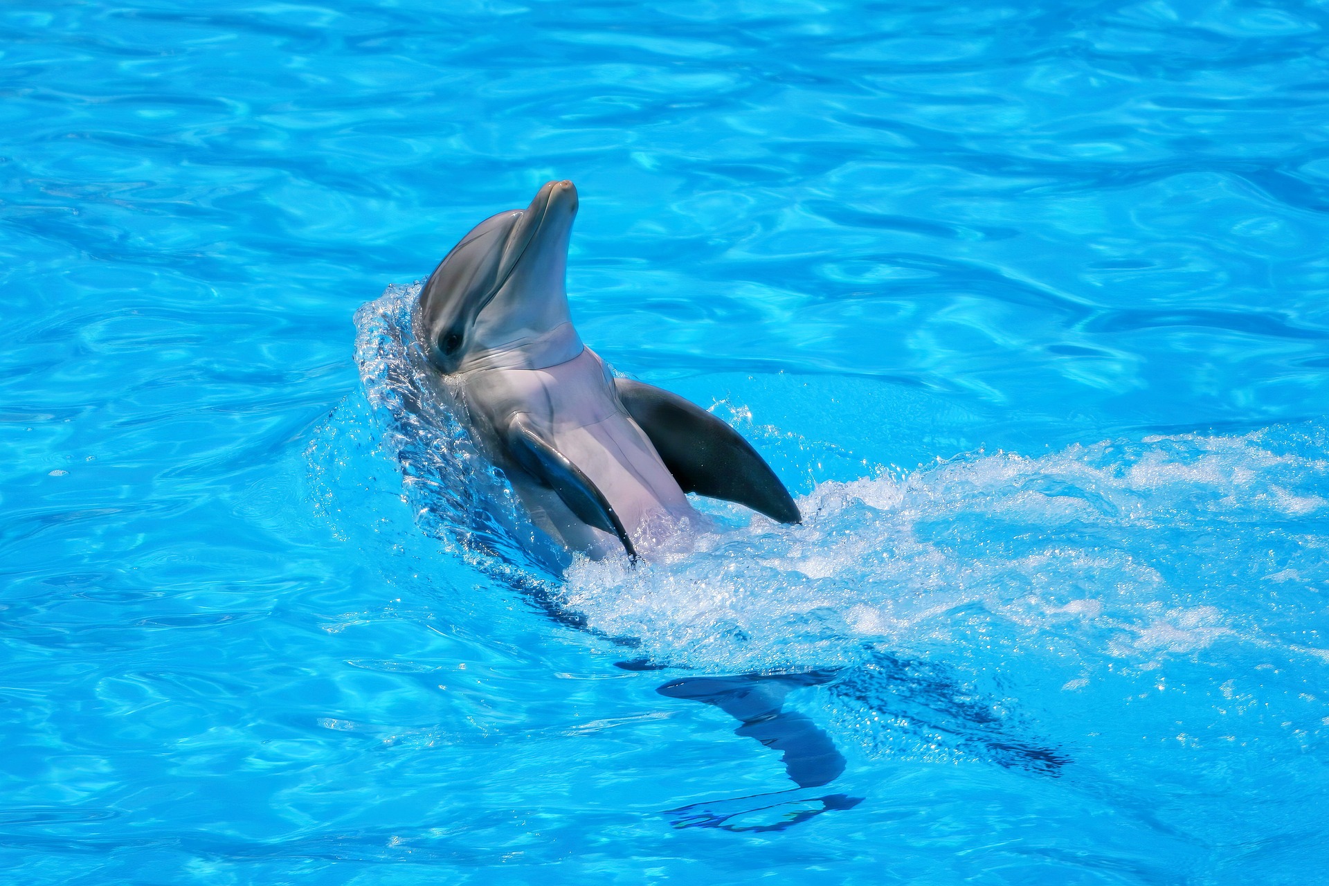 Third dolphin dies this year at Las Vegas' Mirage Casino