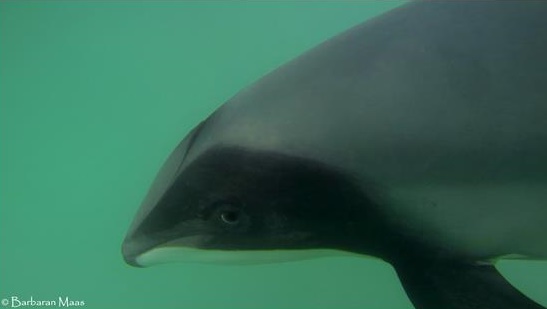 Maui dolphin, new zealand, cetaceans, bycatch, nets, marine connection, dolphins