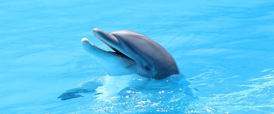 Primorsky Aquarium, captivity, end captivity, dolphin, marine connection, dolphin death