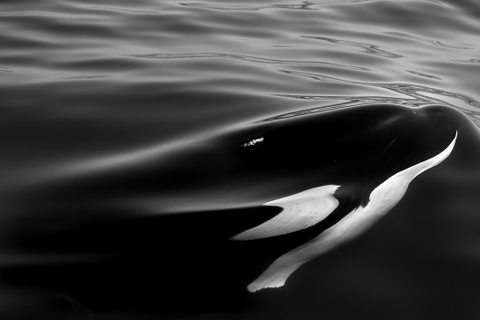 Orca, Oregon, K44, Southern Resident, Marine Connection