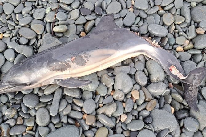 Dolphin deaths, marine, environment, UK, strandings, marine connection